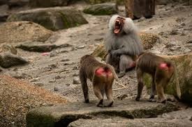 Create meme: moscow zoo baboon monkeys, baboons, baboon Hamadryad