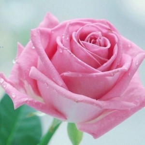 Create meme: flowers, roses, pink rose