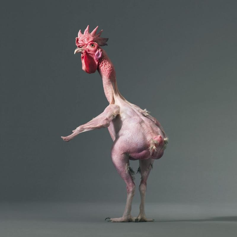 Создать мем: курица без перьев, общипанная курица смешная, ощипанная курица