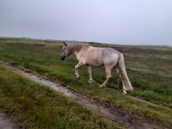 Create meme: horse mare, the horse in the field, horse grey