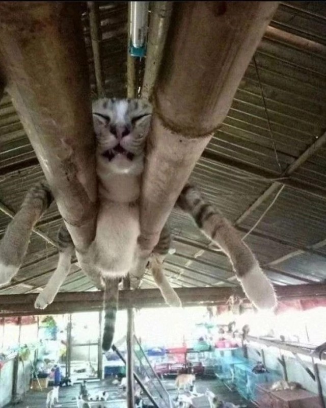 Create meme: Spider cat is a joke, spider cat meme, The cat is upside down