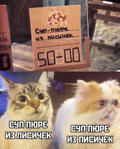 Создать мем: кот, котики котики, коты