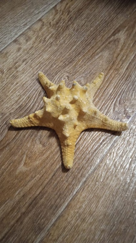 Создать мем: декор "морская звезда", морская звезда сушеная, четырехлучевая морская звезда