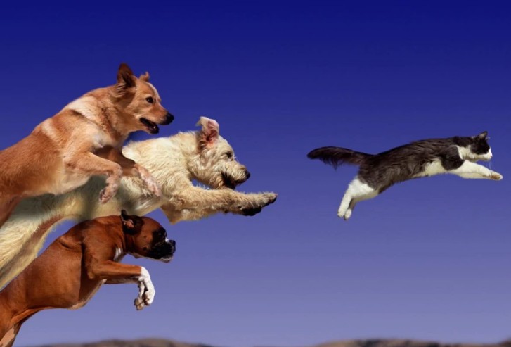 Создать мем: dog, немецкая овчарка гонится за кошкой, прыгающая собака
