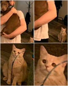 Создать мем: кошка, мемы с котами, кошка мем
