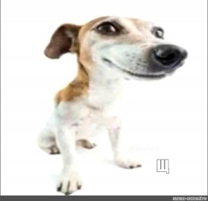 Create meme: jack russell terrier, dog