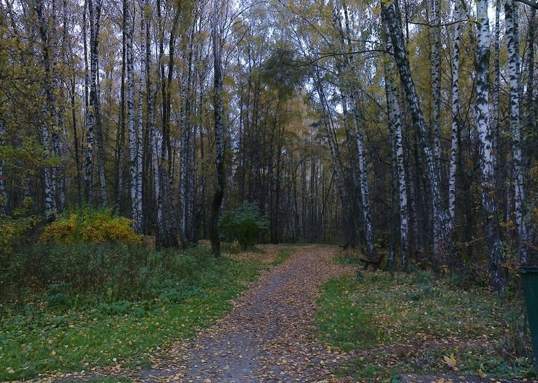 Create meme: bitsevsky forest, bitsevsky forest moscow, forest in october