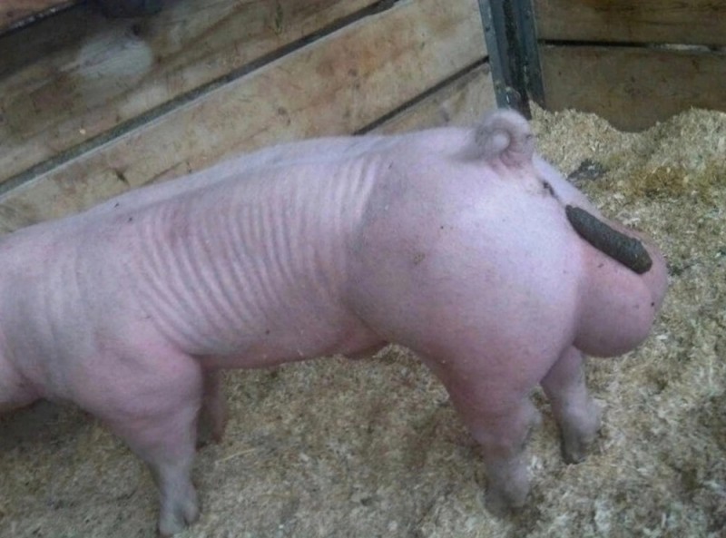 Создать мем: свиноматка, жирная свиноматка, свинья