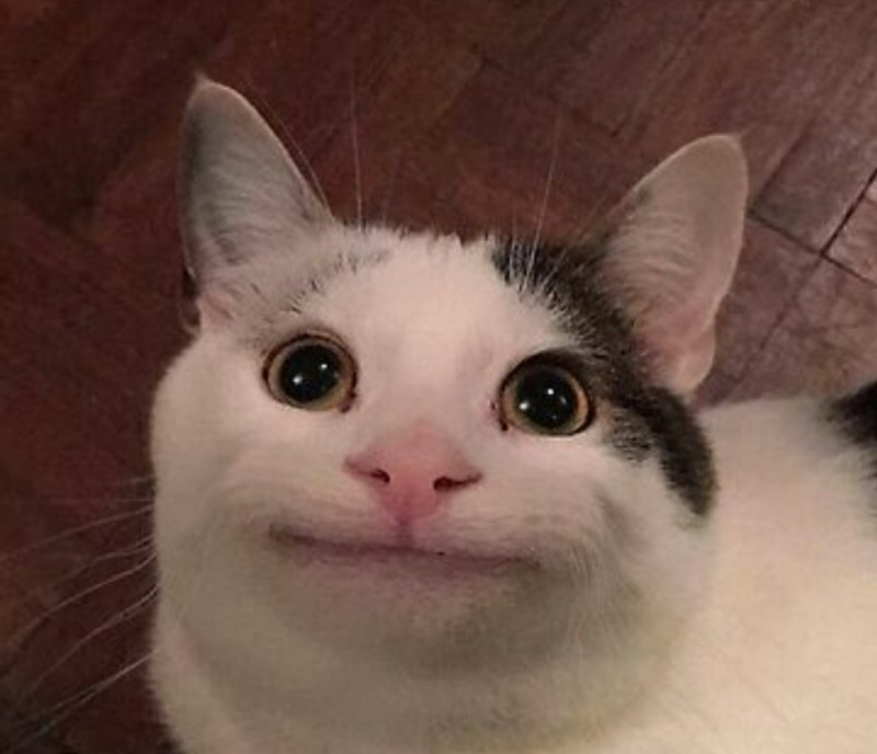 Create meme: cat meme , smiling cat, cat meme