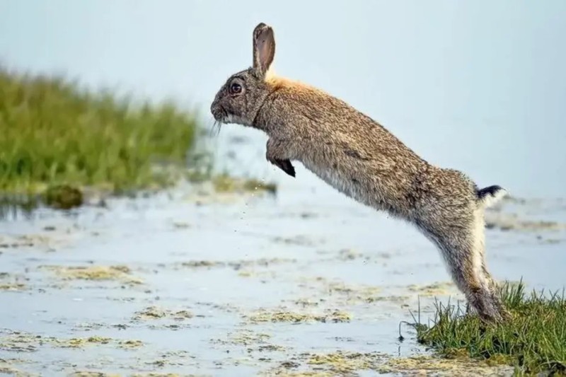 Создать мем: степной заяц, заяц в прыжке, бегущий кролик