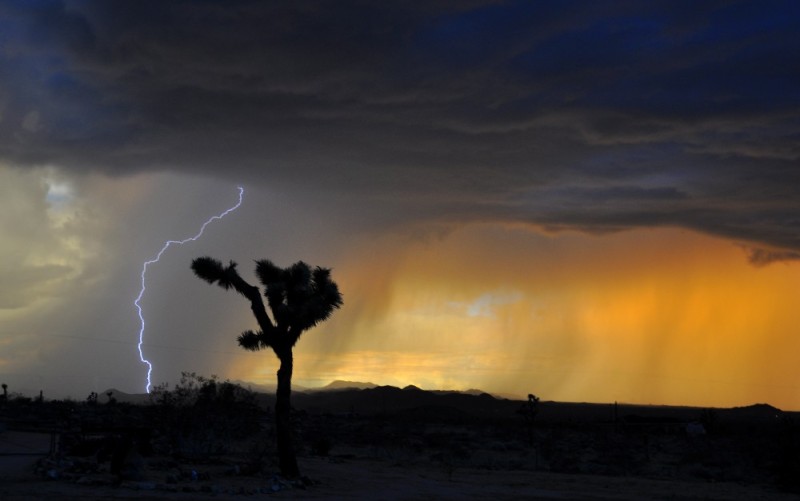 Create meme: joshua tree sunset, nature landscape, tree nature