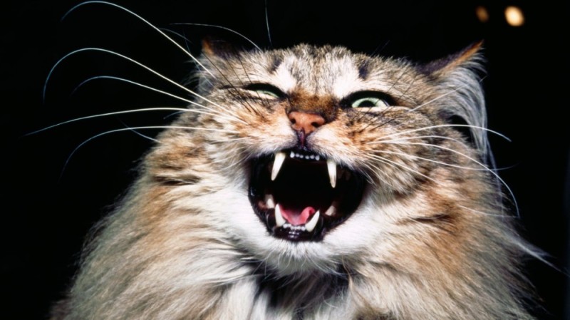 Создать мем: агрессивная кошка, бешеный кот, кот