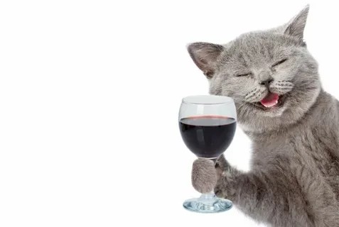 Create meme: cat with wine, cat with a bottle of wine, cat with champagne