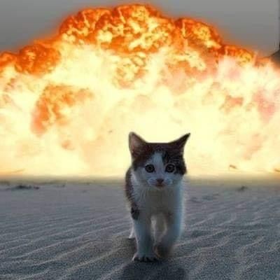 Создать мем: котики, взрывные котики, кот
