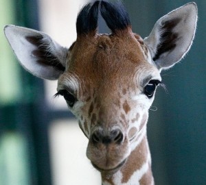 Create meme: giraffe with glasses photo, giraffe cub, giraffe
