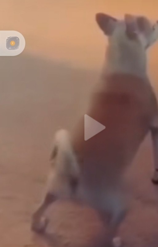 Создать мем: смешные кошки, танцующая собака, fails videos