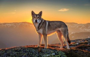 Создать мем: wolfdog порода, saarloos wolfdog, животные волк