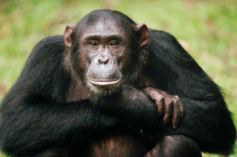 Создать мем: шимпанзе и горилла, обезьяна шимпанзе, шимпанзе нгого