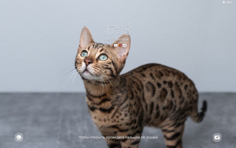 Create meme: Bengal cat, breed bengal cat, Bengal cat