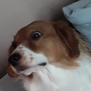 Создать мем: бело-рыжий метис, бигль, русская собака фото