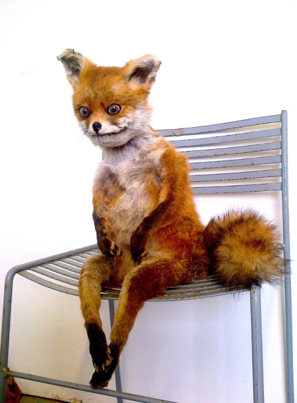 Create meme: a fox on a chair, uporotyh Fox meme, Fox meme Scarecrow