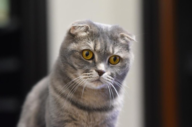 Создать мем: шотландская вислоухая кошка, порода шотландец вислоухий, вислоухий скоттиш фолд