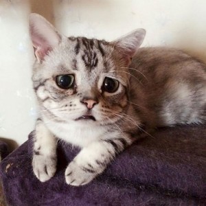 Create meme: the saddest cat Luh, the sad cat GIF, sad cat Luh