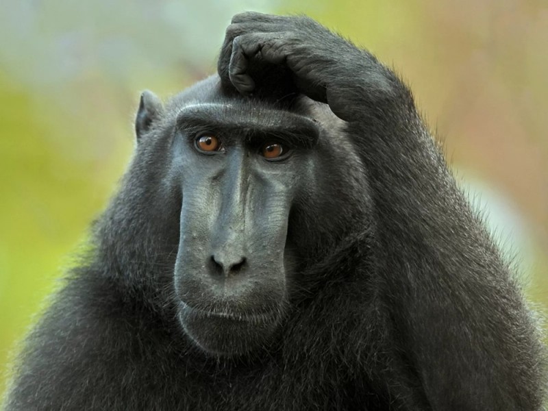 Create meme: monkey scratches his head, pensive monkey 