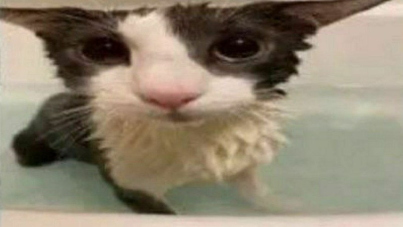Создать мем: мокрый кот, очаровательные котята, сумасшедшая кошка