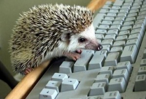 Create meme: hedgehog, hedgehog, the hedgehog at the computer