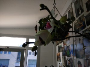 Create meme: shelf for orchids in the apartment photo, Orchid blooms for a second time signs, Orchid skull