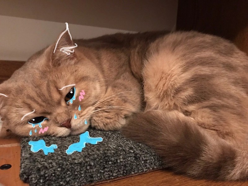 Create meme: cat , the kitten is crying, cat 