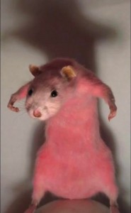 Создать мем: крыса пинк, красивые хомяки, хомяк