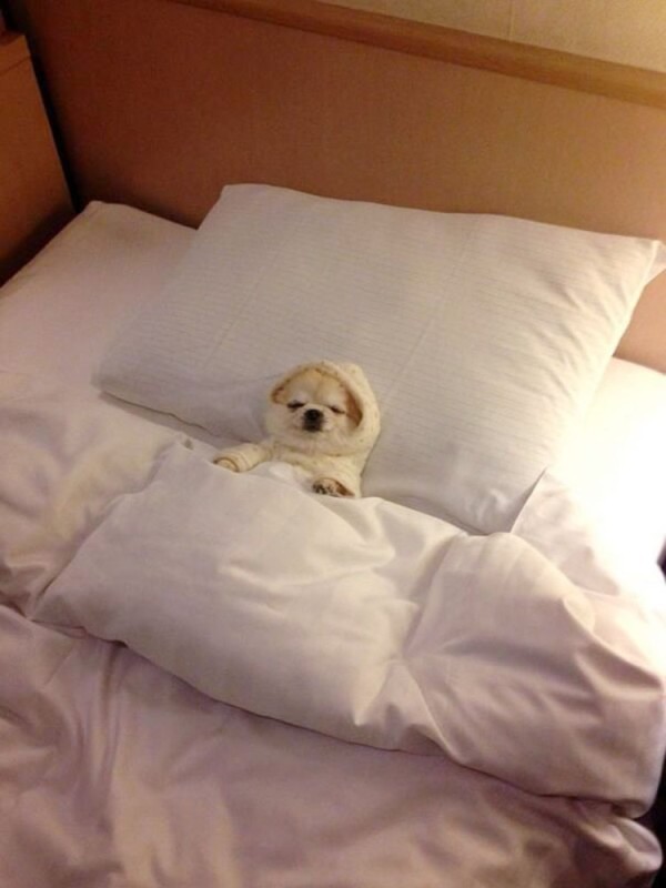 Create meme: dog in bed, dog in bed, sleeping dog 