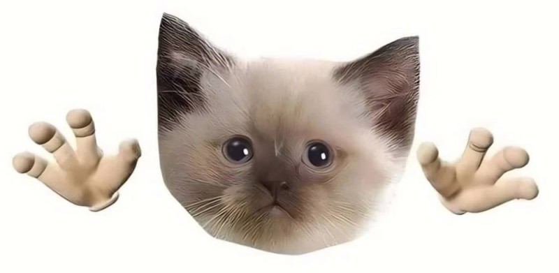 Create meme: Bubaleh the cat, kitten in the grass meme, memes cat