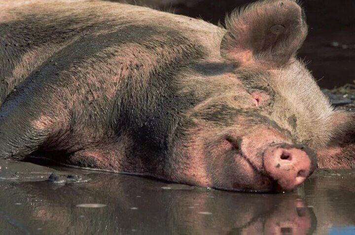 Create meme: the pig is lying in the mud, dirty pig, pig 