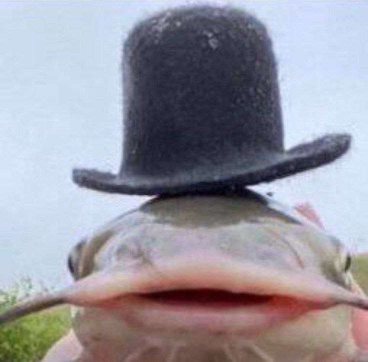 Create meme: catfish with a mustache, catfish meme, catfish fishing