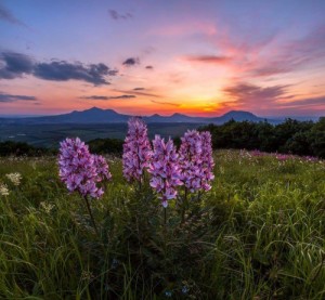 Create meme: Lupin, meadow, Alpine meadows evening