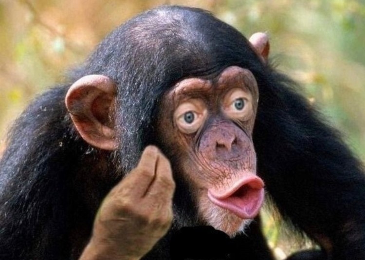 Create meme: male chimpanzee, monkey with lips, chimp meme