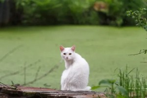 Создать мем: белая кошка в саду, белый кот, белый кот выглядывает