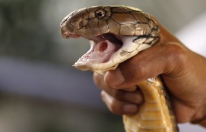 Создать мем: taipan, укус королевской кобры, кобра нападает