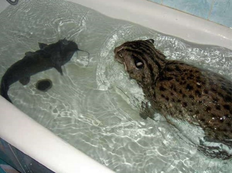 Создать мем: виверровый кот рыболов с перепонками, виверровый кот в ванне, кот рыболов