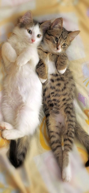 Create meme: cute cats together, cat , Beautiful cats hugging