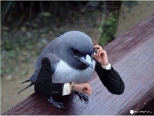 Создать мем: жрёшь голубь, птица с руками мем, смешные птицы