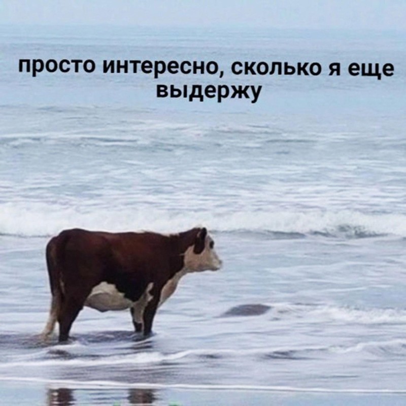 Создать мем: мем корова на берегу, корова в море, корова в море мем