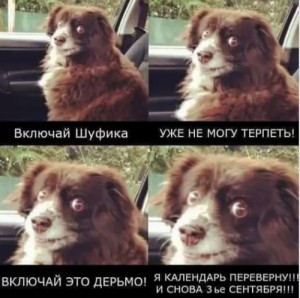 Создать мем: пес в машине мем, шуфика собака мем, мем собака