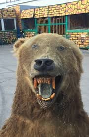 Создать мем: бурый медведь, медведь гризли нападает, медведь потап