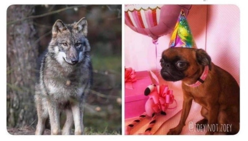 Create meme: wolf animal , wolf wolf, funny animals 