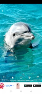 Создать мем: дельфины по поверьям, дельфин афалина, дельфин минуи