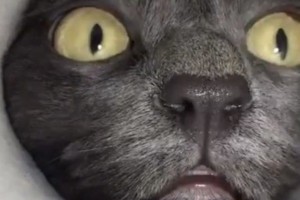 Создать мем: кошачий глаз, котейка, кот лезет в камеру